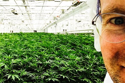 Nuuvera-Deutschland-Chef Hendrik Knopp in einer Marihuana-Anlage des Unternehmens  in Kanada. Bald sollen auch die Geschäfte hierzulande blühen.