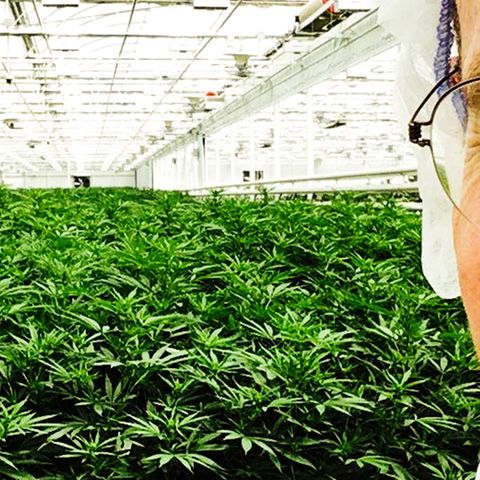 Nuuvera-Deutschland-Chef Hendrik Knopp in einer Marihuana-Anlage des Unternehmens  in Kanada. Bald sollen auch die Geschäfte hierzulande blühen.