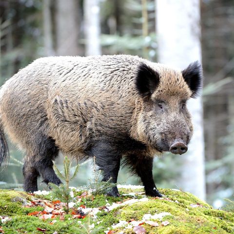 Afrikanische Schweinepest: Ein Wildschwein in einem Wald