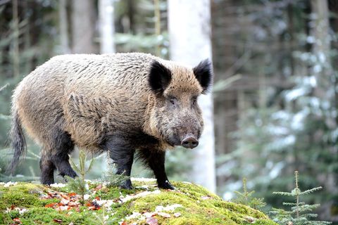 Afrikanische Schweinepest: Ein Wildschwein in einem Wald