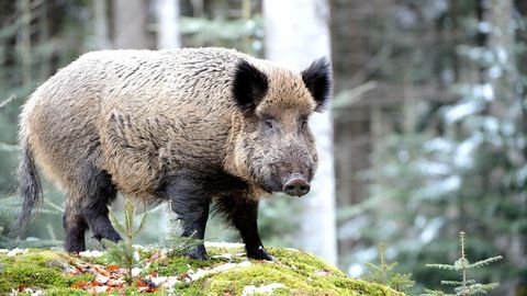 Afrikanische Schweinepest: Ein Wildschwein in einem Wald