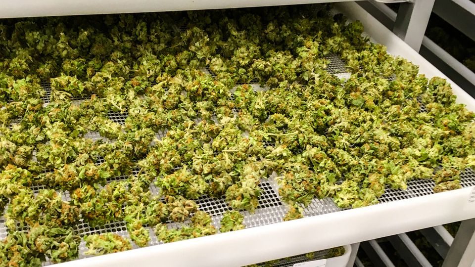 Cannabis auf Rezept: Dank Gentechnik ist der THC-Anteil in den Nuuvera-Pflanzen konstant, eine Voraussetzung für den Einsatz als Medizinprodukt. Dank Gentechnik ist der THC-Anteil in den Nuuvera-Pflanzen konstant, eine Voraussetzung für den Einsatz als Medizinprodukt.