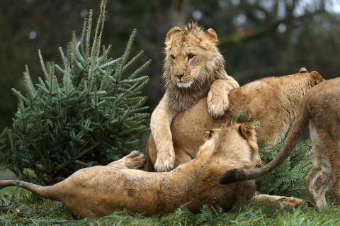 Löwenjunge in einem Zoo (Symbolbild)