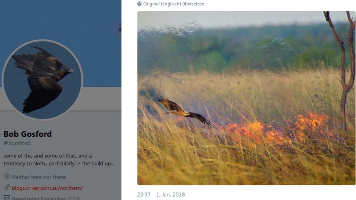 Tierische Brandstifter in Australien: Diese Vögel legen gezielt Buschfeuer