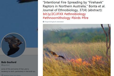 Tierische Brandstifter in Australien: Diese Vögel legen gezielt Buschfeuer