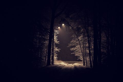 Ein Waldweg bei Nacht