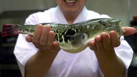 Kugelfisch - auch Fugu genannt - hat hochgiftige Innereien. Werden sie nicht sorgfältig entfernt, kann der Genuss des Fisches tödlich sein 