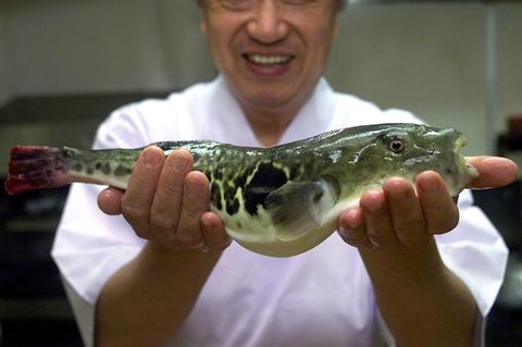 Kugelfisch - auch Fugu genannt - hat hochgiftige Innereien. Werden sie nicht sorgfältig entfernt, kann der Genuss des Fisches tödlich sein 