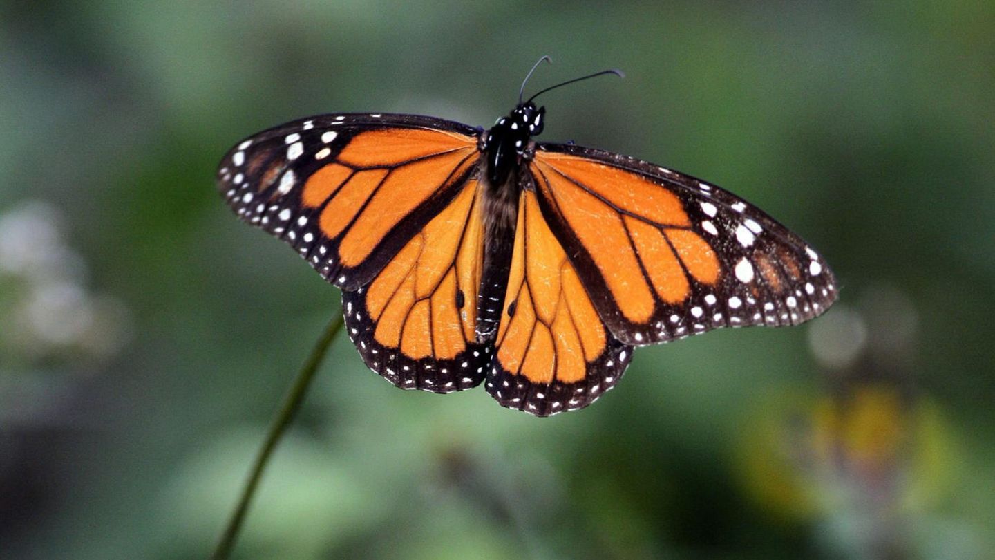 Kostumdesignerin Klebt Verletztem Schmetterling Neuen Flugel An Stern De