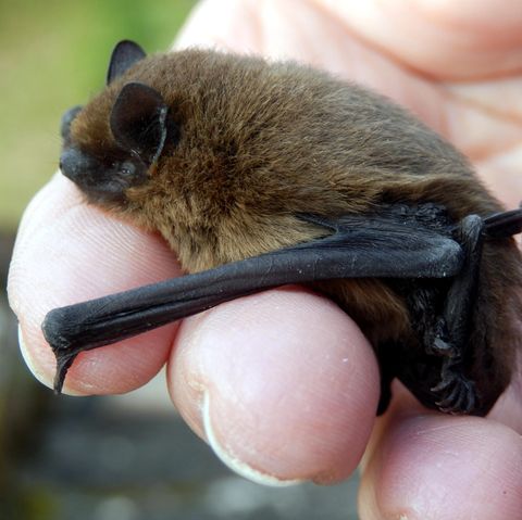 Eine Fledermaus in einer Hand