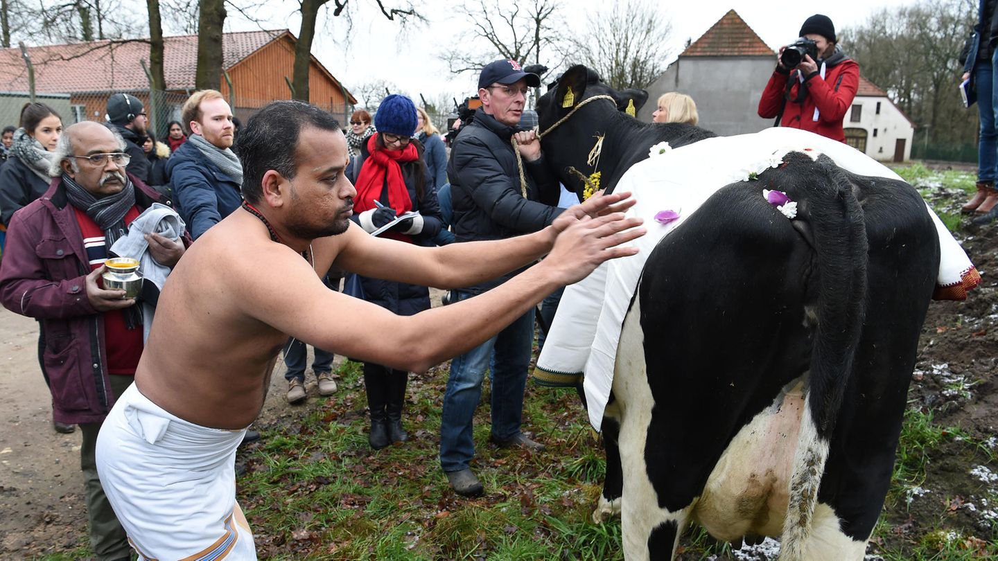 Ein Hindu-Priester mit nacktem Oberkörper fasst eine geschmückte schwarz-bunte Kuh auf den Rücken