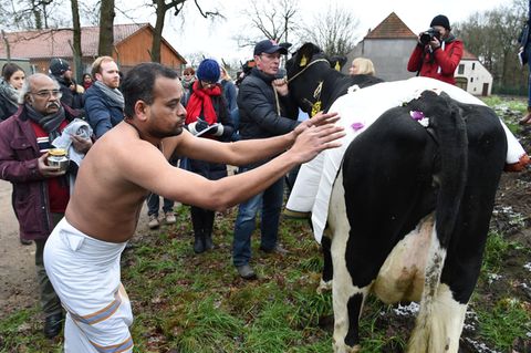 Ein Hindu-Priester mit nacktem Oberkörper fasst eine geschmückte schwarz-bunte Kuh auf den Rücken