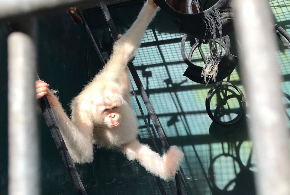 Der weltweit einzige bekannte, lebende weiße Orang-Utan, das Weibchen "Alba" Der weltweit einzige bekannte, lebende weiße Orang-Utan, das Weibchen "Alba"