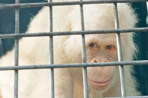 Der weltweit einzige bekannte, lebende weiße Orang-Utan, das Weibchen "Alba"
