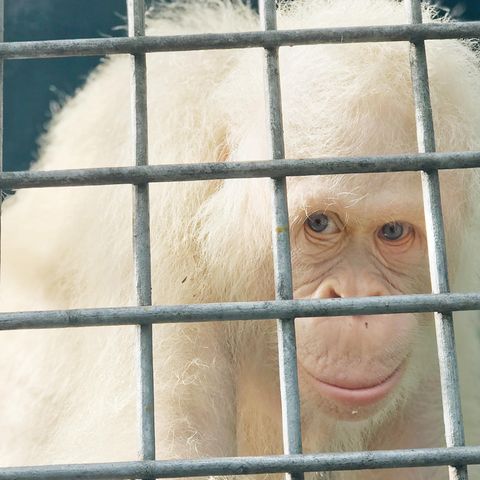 Der weltweit einzige bekannte, lebende weiße Orang-Utan, das Weibchen "Alba"