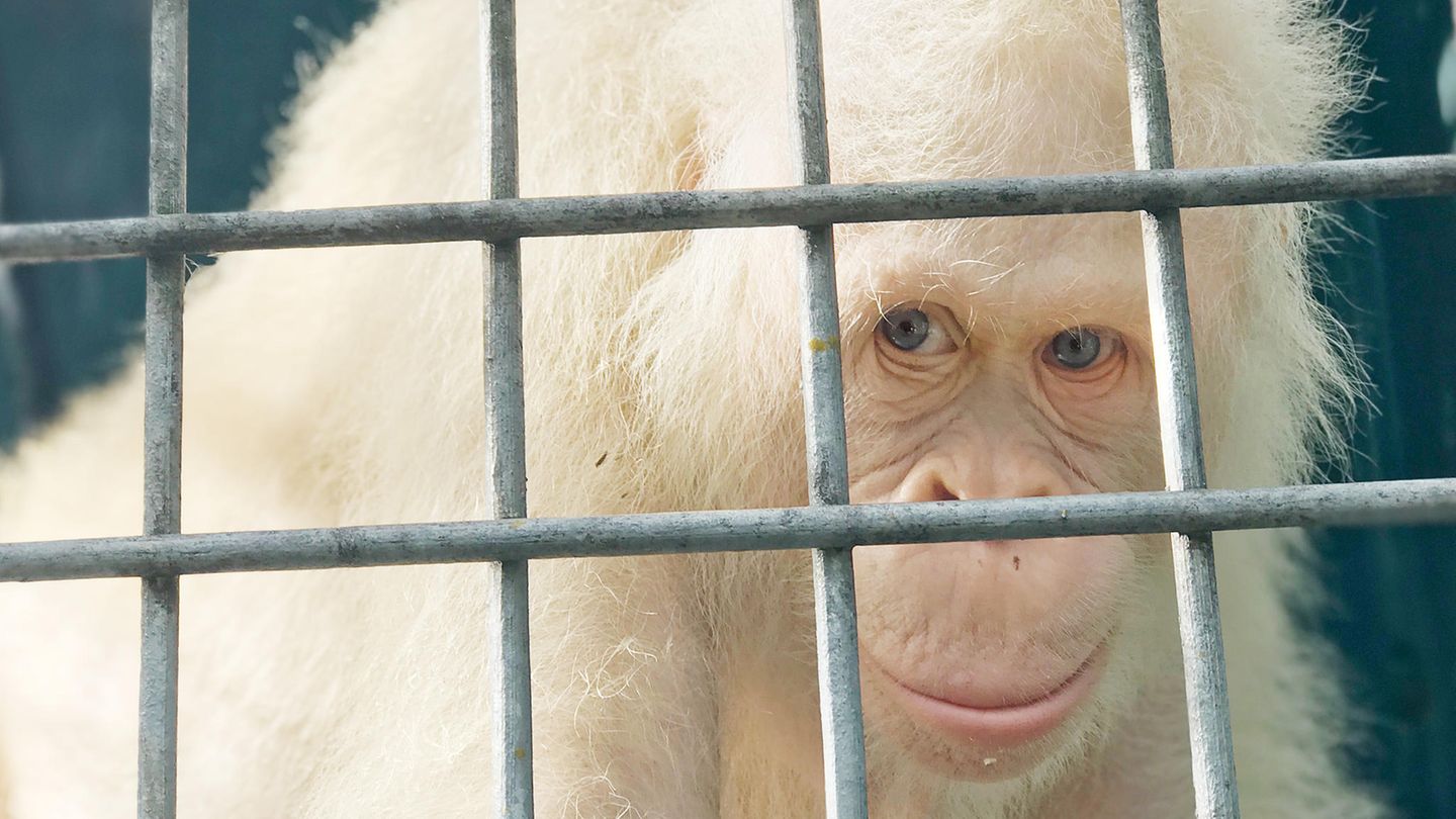 Der weltweit einzige bekannte, lebende weiße Orang-Utan, das Weibchen "Alba"