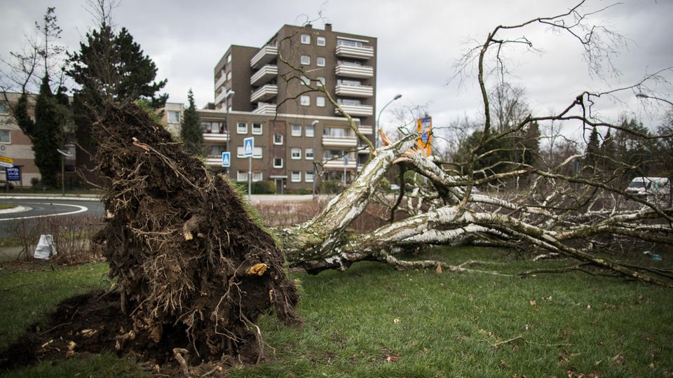 Wie hier in Essen entwurzelte Sturmtief "Friederike" vielerorts Bäume Wie hier in Essen entwurzelte Sturmtief "Friederike" vielerorts Bäume