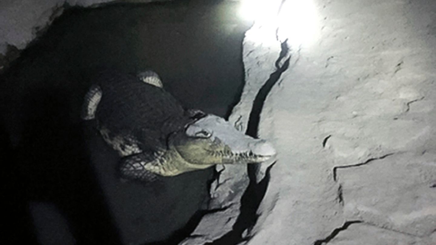 Krokodil Russland
