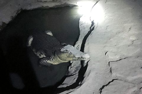 Krokodil Russland