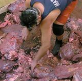 Matthias wühlt in den Fleischabfällen