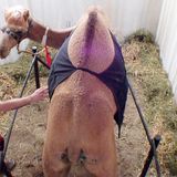 Matthias nimmt Kontakt zum Dromedar auf