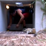 Ein Krokodil geht stiften