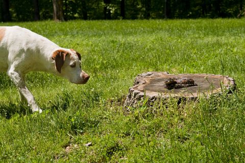 Hund auf einer Wiese