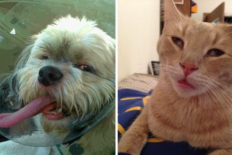 Geteiltes Bild: Links Hund mit Halskrause - Rechts: Katze mit schiefem Blick