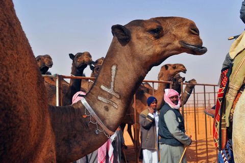 Schönheitswettbewerb: Beauty-Wahnsinn - Kamelbesitzer spritzen ihren Tieren Botox