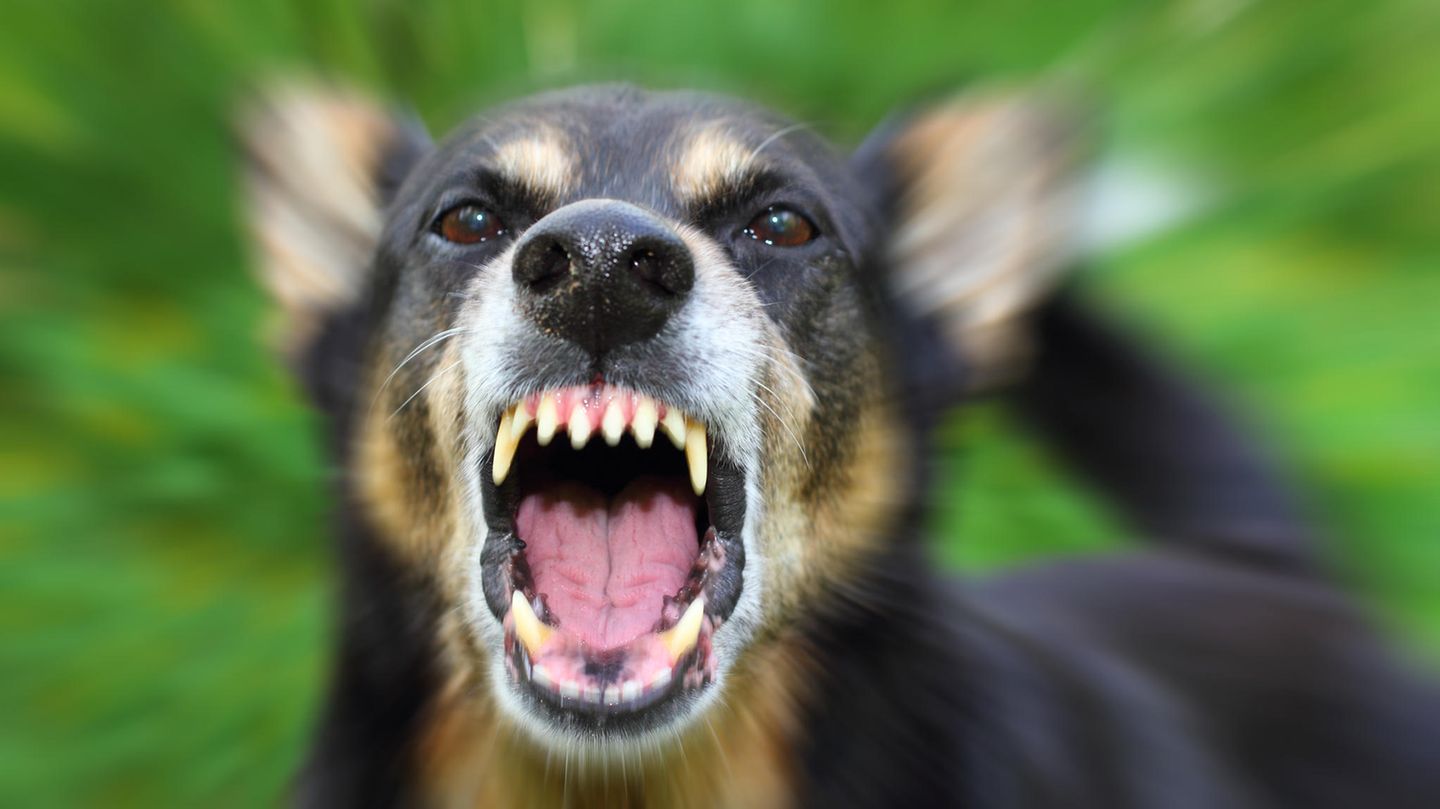 Aggressiver Hund bellt in die Kamera