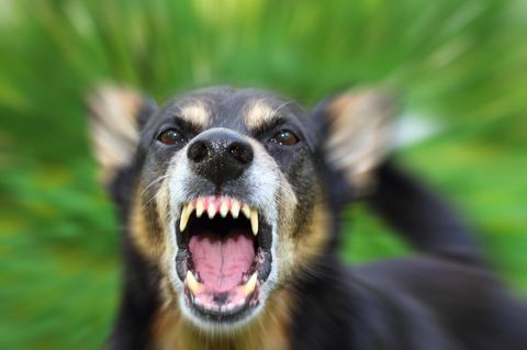 Aggressiver Hund bellt in die Kamera