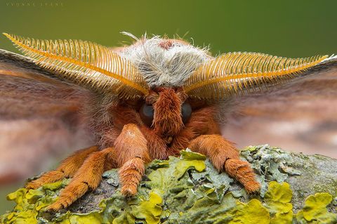 Zauberhafte Insekten: Angst vor Krabbeltieren? Nach diesem Video nicht mehr!
