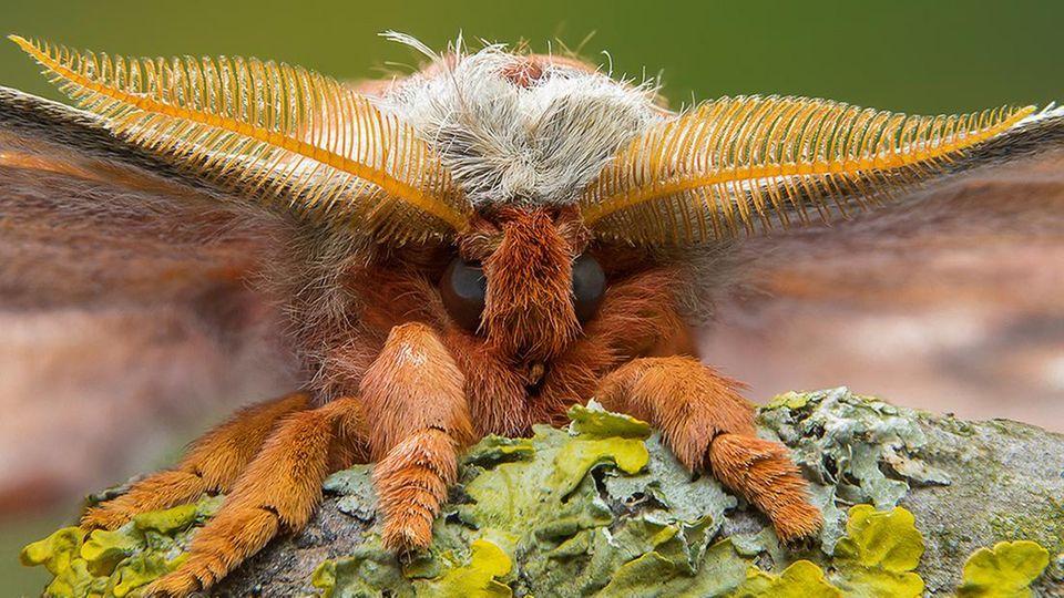 Colobopsis explodens: Diese Kamikaze-Ameise opfert sich auf spektakuläre Weise für ihr Volk