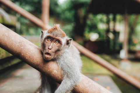 Ein Affe guckt etwas verdutzt in die Kamera – liegt es am Flachwitz-Freitag?
