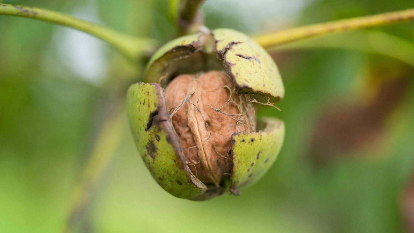Herabfallende Walnüsse hatten in Frankfurt das Auto einer Frau beschädigt - und sie klagte Herabfallende Walnüsse hatten in Frankfurt das Auto einer Frau beschädigt - und sie klagte