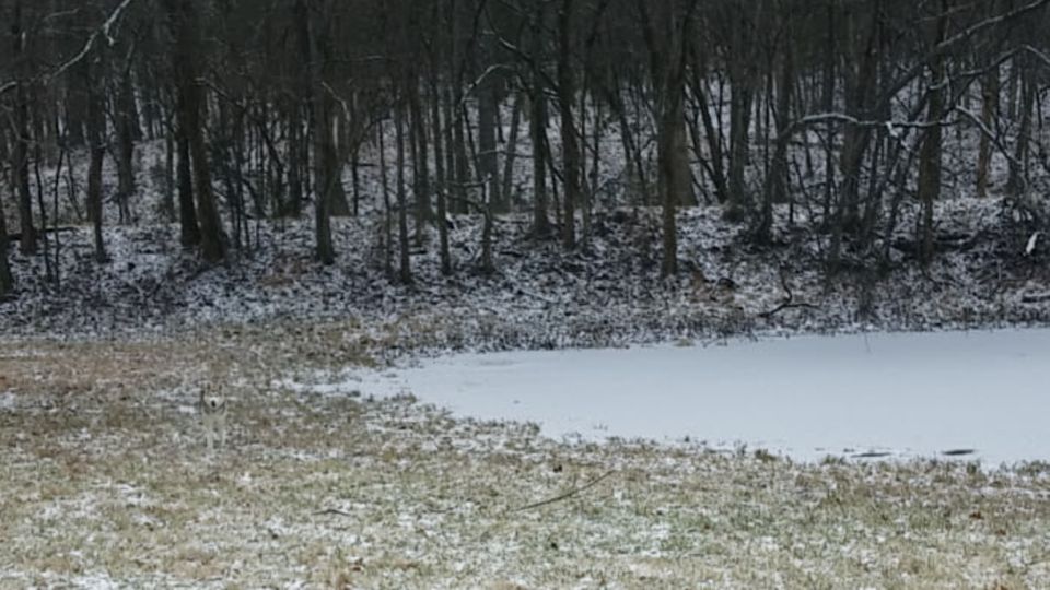 Auf einer reifüberzogenen Wiese mit einem zugefrorenen Teich und Bäumen im Hintergrund steht ein Husky