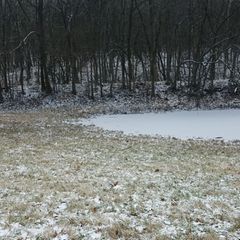 Auf einer reifüberzogenen Wiese mit einem zugefrorenen Teich und Bäumen im Hintergrund steht ein Husky