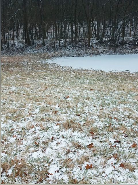 Auf einer reifüberzogenen Wiese mit einem zugefrorenen Teich und Bäumen im Hintergrund steht ein Husky