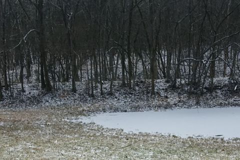 Auf einer reifüberzogenen Wiese mit einem zugefrorenen Teich und Bäumen im Hintergrund steht ein Husky