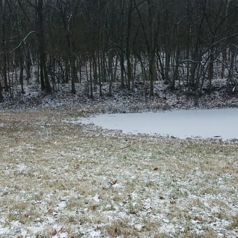 Auf einer reifüberzogenen Wiese mit einem zugefrorenen Teich und Bäumen im Hintergrund steht ein Husky