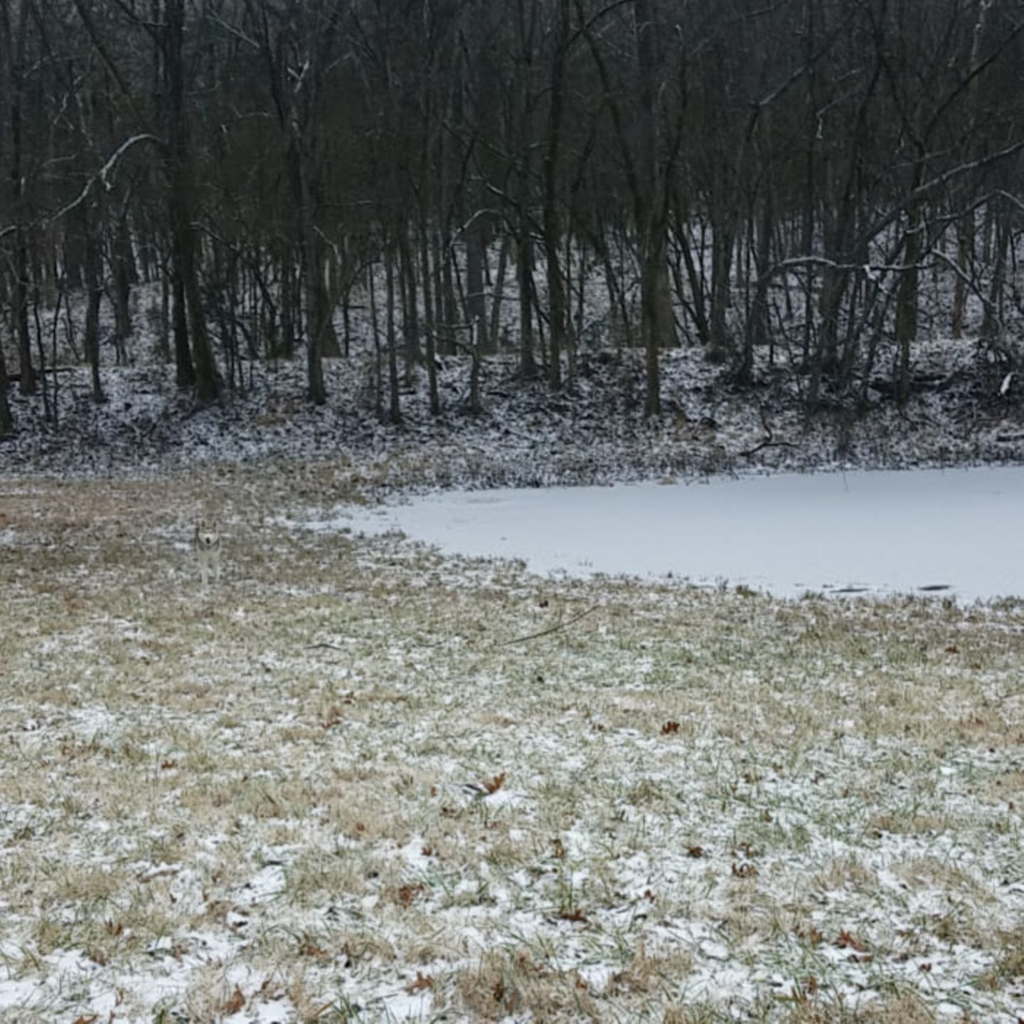 Auf einer reifüberzogenen Wiese mit einem zugefrorenen Teich und Bäumen im Hintergrund steht ein Husky