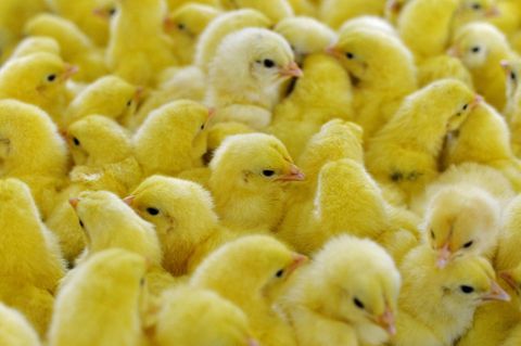 Geflügelwirtschaft will Töten männlicher Küken beenden