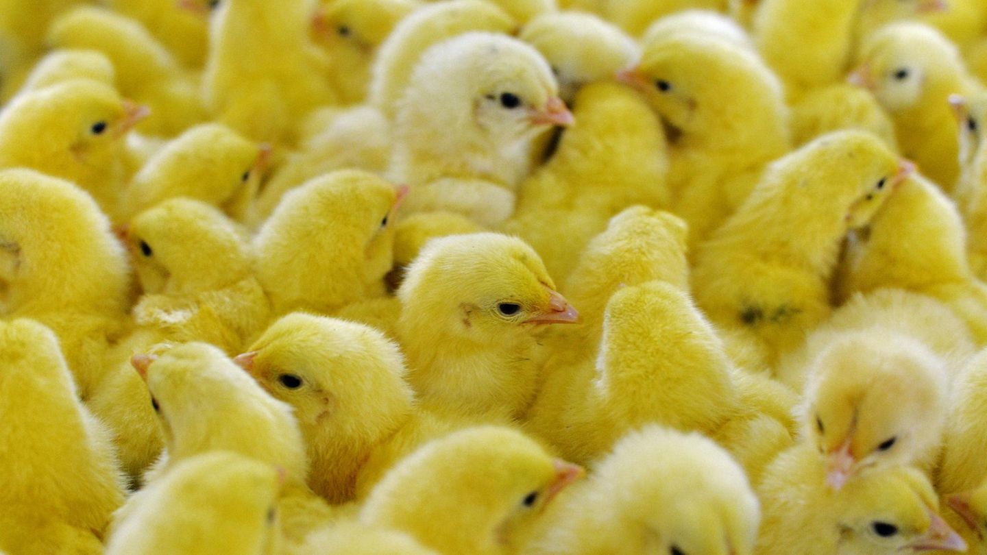 Geflügelwirtschaft will Töten männlicher Küken beenden