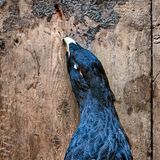 Es werden auch Auerhühner angeboten