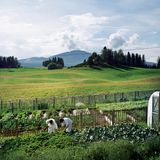 Schwedische Sommer sind kurz, doch ihre Tage sind lang – Zeit, all das wachsen zu lassen, was im Mittsommer frisch und im Mittwinter konserviert auf den Tisch kommt