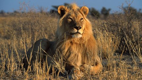Löwe in Südafrika