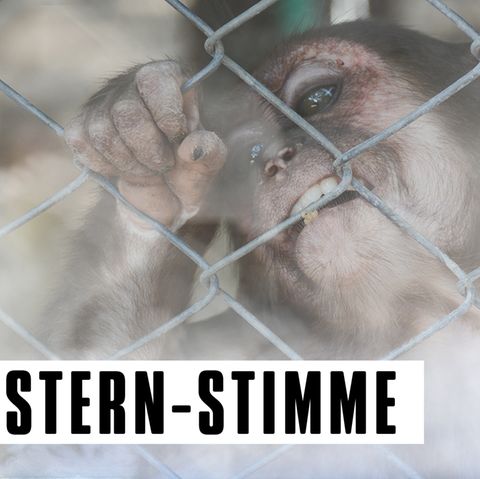 Ein Affe beist in den Maschndraht seines Käfigs, während Rauch die Sicht vernebelt