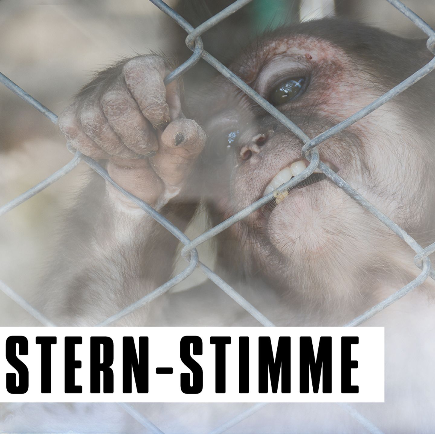 Ein Affe beist in den Maschndraht seines Käfigs, während Rauch die Sicht vernebelt