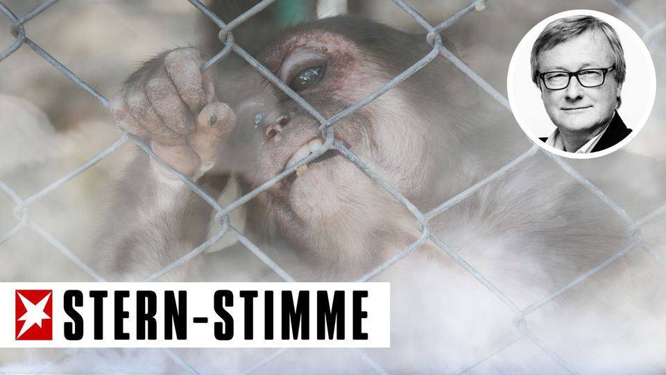 Ein Affe beist in den Maschndraht seines Käfigs, während Rauch die Sicht vernebelt