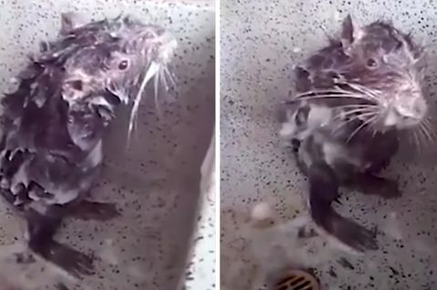 Viraler Hit: Nager duscht wie ein Mensch - doch das ist nicht so lustig wie es scheint